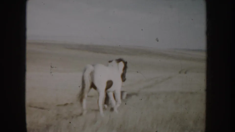 A white horse with dark patches stands or moves slowly through dry grass in the Idaho rural landscape.