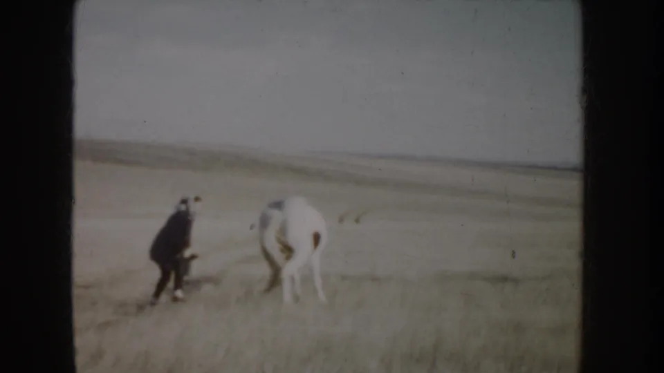 A person in dark clothing stands near the rear of a white horse in the open field, seen in soft 8mm focus.
