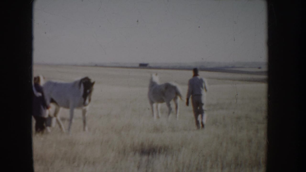 A person leads or walks beside a white horse while another horse stands farther away.