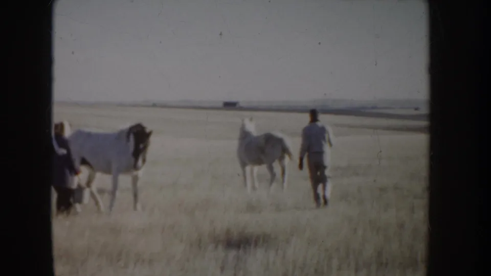 A 1955 Idaho field view shows a person close to one white horse, with another white horse and caretaker farther to the right.