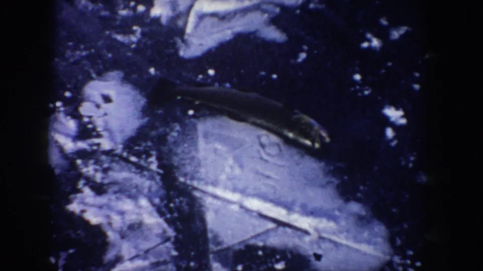 Close 1955 Idaho home-movie view of a fish visible in or under frozen lake ice, with bubbles and snow around it.