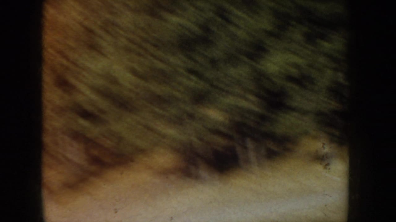 Extreme motion blur captures a panning shot across conifers and ice, Idaho, circa 1955; 8mm home movie with warm color shift.