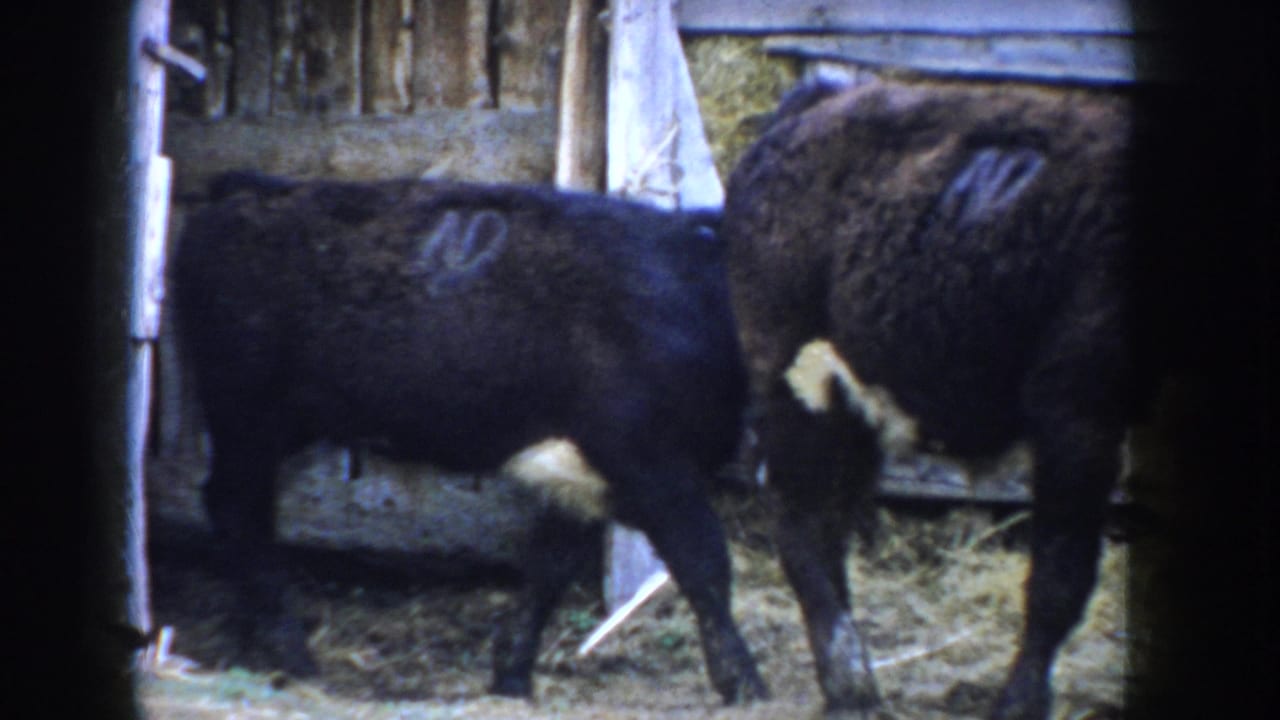 Black beef calves in a weathered barn interior, c.1955 Idaho; white paint number visible on the larger animal's back, straw bedding below.