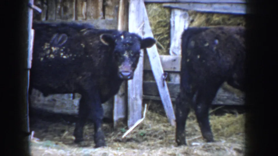 Black calf looking directly at camera inside a rustic barn, c.1955 Idaho; white paint identification marking visible on shoulder, diagonal timber brace in background.
