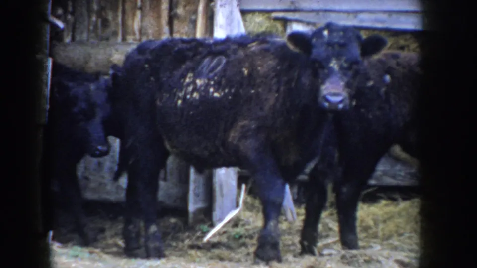 Pair of black Angus-type calves in Idaho barn interior, c.1955; white paint marking on lead animal, third calf partially visible between them, straw bedding on floor.