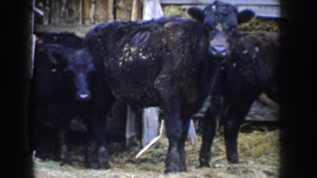 Black cattle facing camera inside a barn stall, framed through a dark doorway; 8mm home movie footage from Idaho, circa 1955.