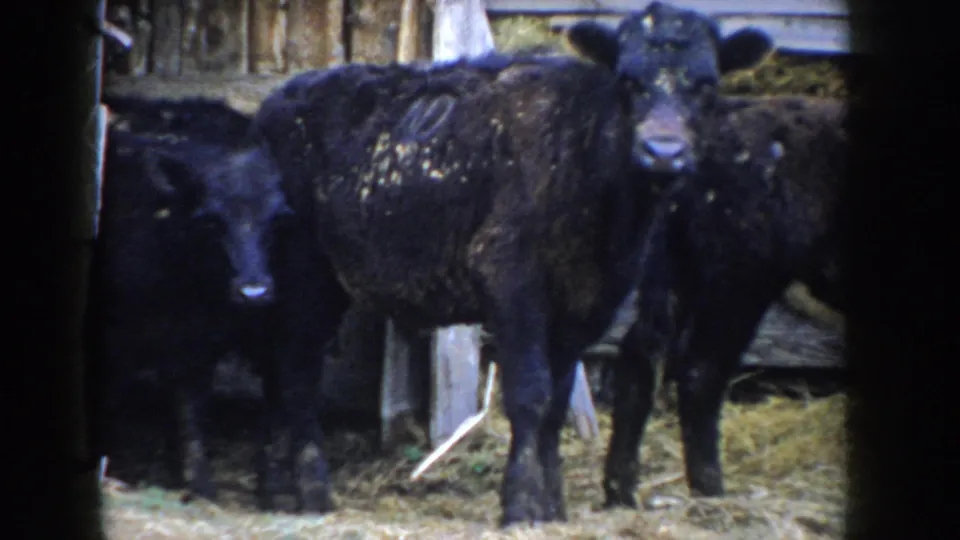 Black cattle facing camera inside a barn stall, framed through a dark doorway; 8mm home movie footage from Idaho, circa 1955.