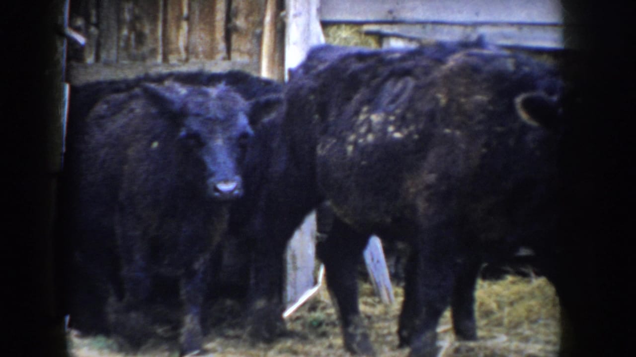 Black cattle grouped in a barn interior, dark vertical doorway framing on the left.