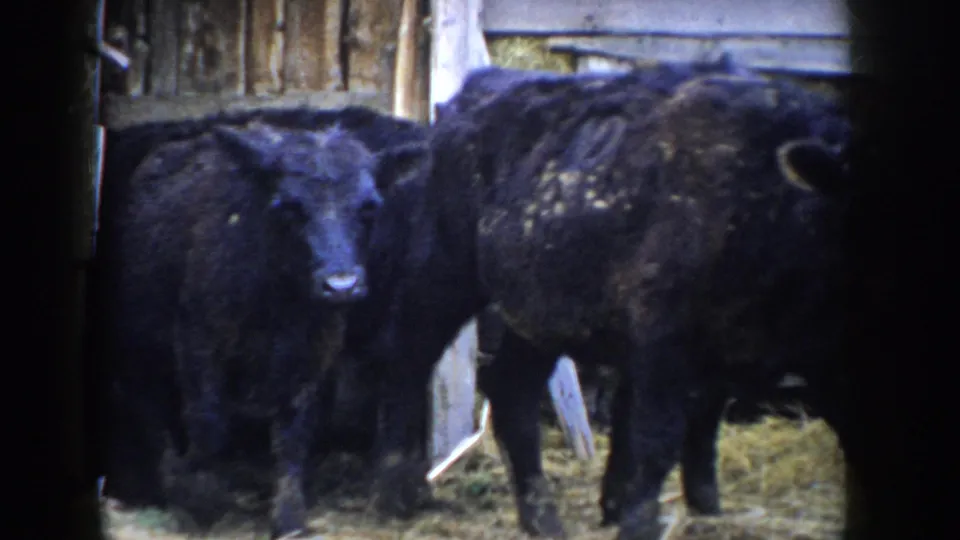 Black cattle in a straw-covered barn stall with dark left-edge doorway border visible; 8mm footage from Idaho, circa 1955.