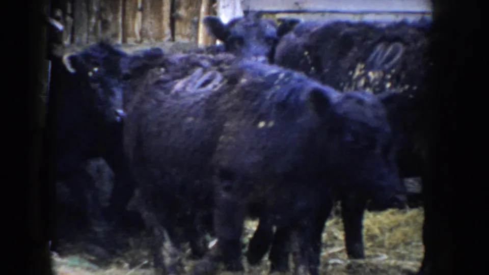 Several black cattle packed closely in a straw-floored barn at lower exposure; 8mm home movie footage from Idaho, circa 1955.