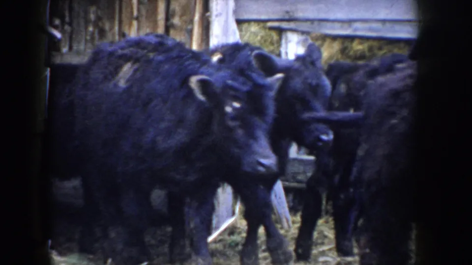 A black cow looks directly at camera inside a straw-floored barn alongside another animal; 8mm footage from Idaho, circa 1955.