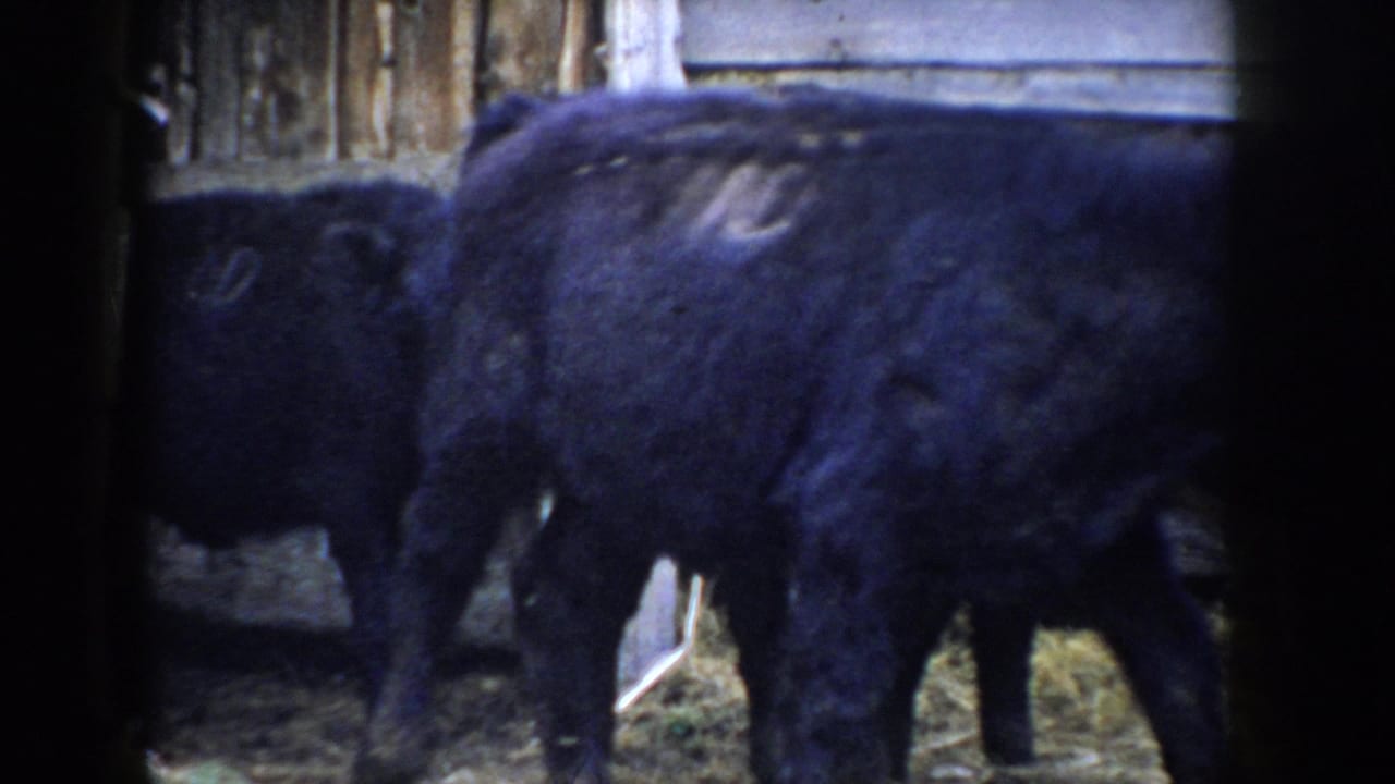 Black cattle standing inside a wooden barn with straw on the floor, 8mm home movie footage.