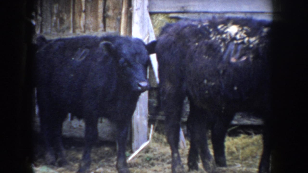 Two black cattle facing partly toward camera inside a wooden barn, straw floor visible.