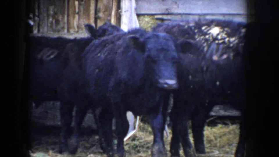 Two black cattle close to camera in a weathered wooden barn; 8mm color footage with visible grain, Idaho, c.1955.