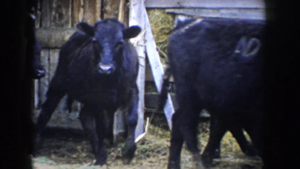 Young black calf meeting the camera head-on inside a weathered wooden barn; 8mm home movie, Idaho, c.1955.