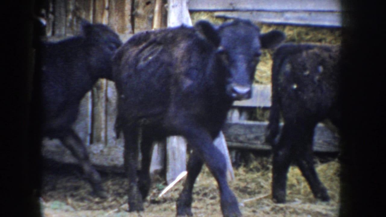Group of black calves in a wooden-walled barn pen with straw bedding visible; 8mm home movie footage, Idaho, circa 1955.