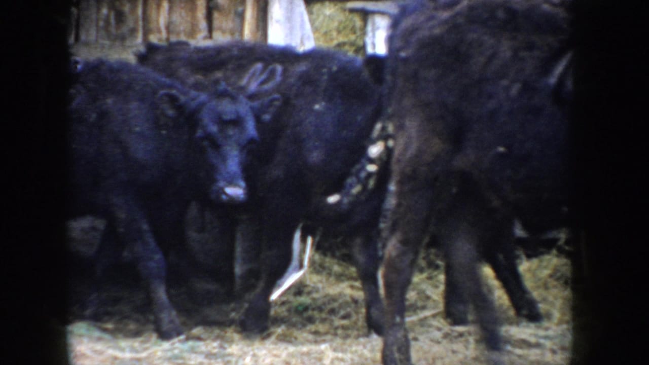 Black calves in straw-covered barn pen; one animal facing toward camera with white marking visible on flank.