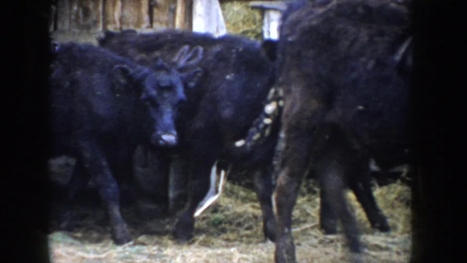 Black calves in wooden barn pen with white chalk or paint marking on one animal's flank; 8mm color footage, Idaho, circa 1955.