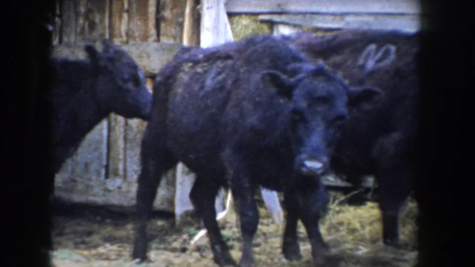 Black calf faces camera in straw-bedded wooden pen with what appears to be a chalk or paint identification mark on its flank; Idaho, circa 1955.