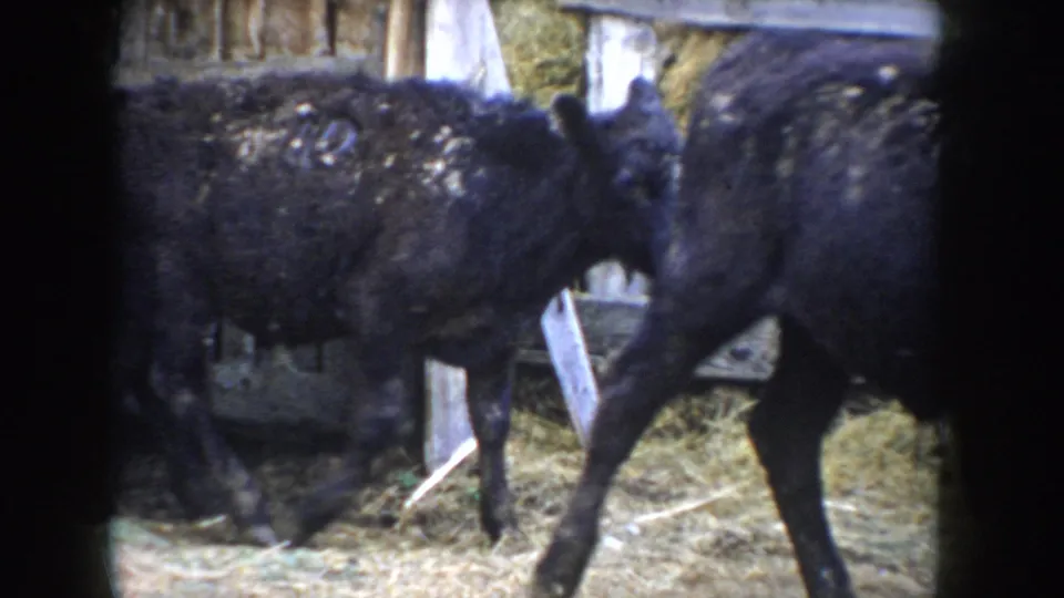 Black calves shifting in a straw-bedded wooden barn pen; 8mm color footage captures animals in motion, Idaho, circa 1955.