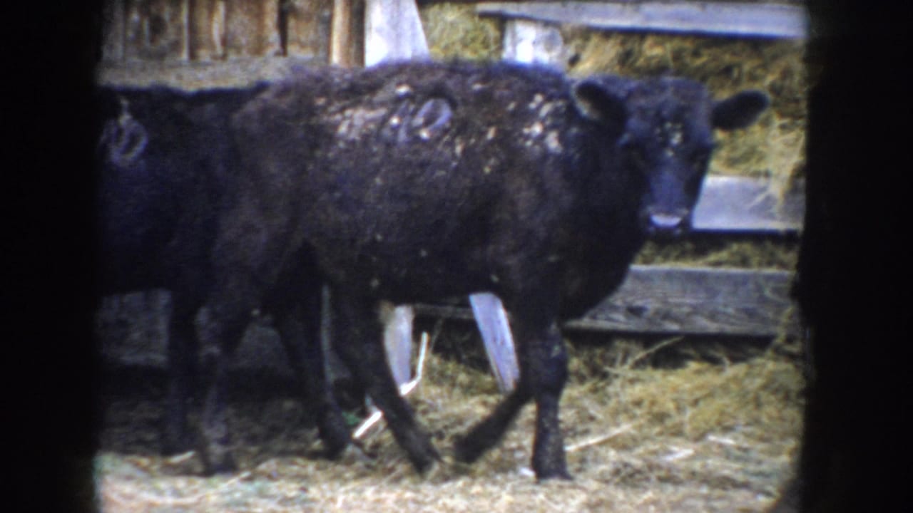 Black calf with white marks on its back in a straw-bedded barn pen; Idaho ranch, circa 1955, 8mm home movie