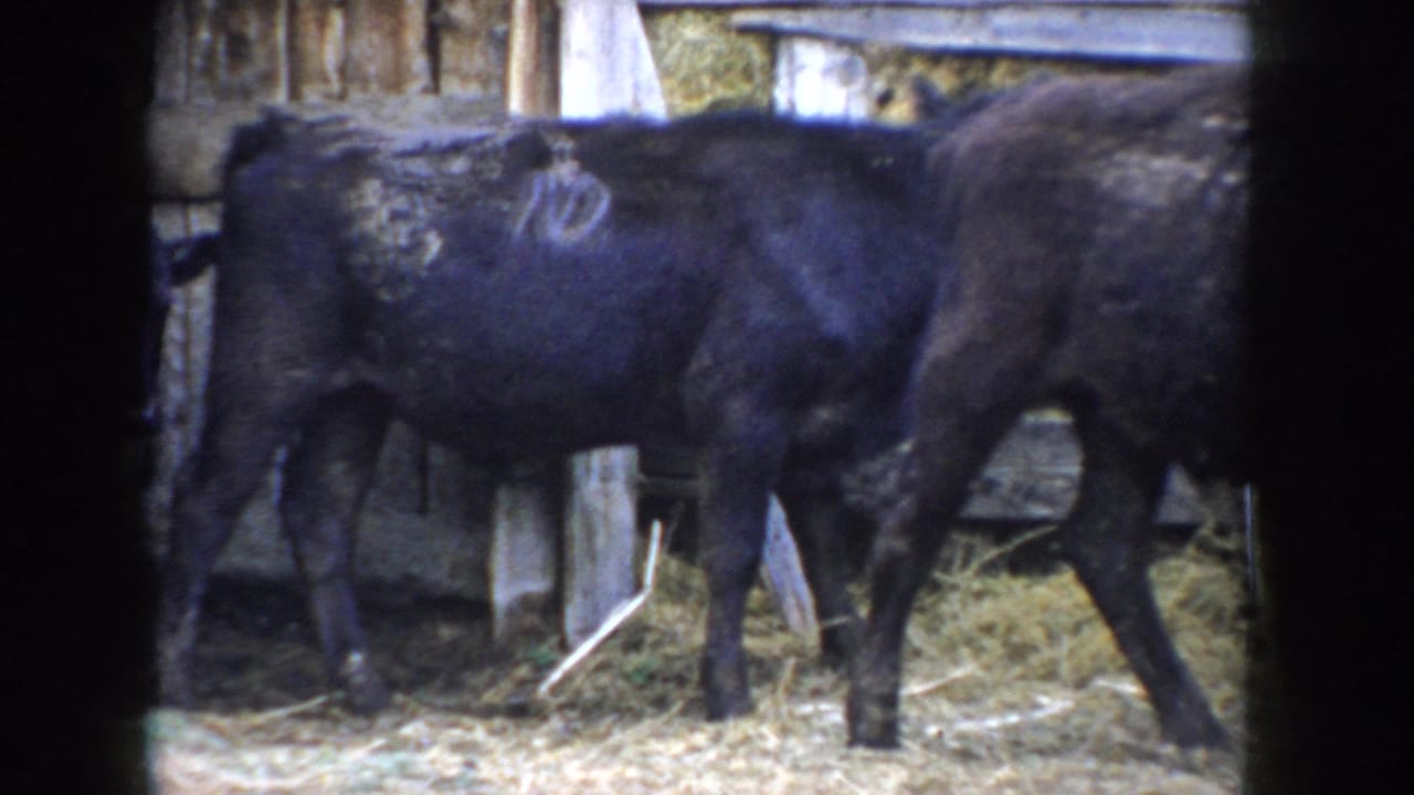 Side view of black calf showing white circular mark on rump, second calf partially visible at right, wooden pen rails behind