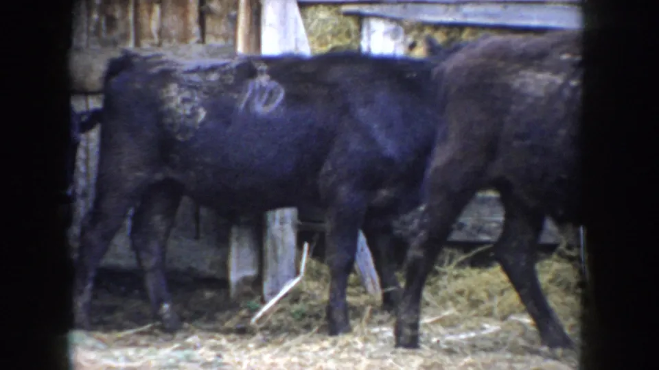 Black calf with visible white brand mark on rump in straw-floored barn pen, second calf behind fence; Idaho ranch, circa 1955, 8mm