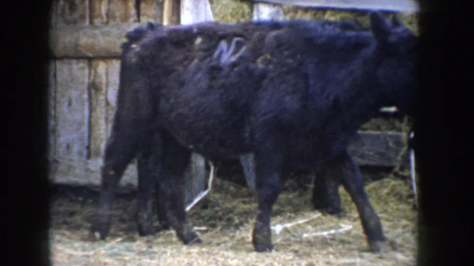 Black calf seen from rear angle in rough-hewn wooden barn pen, Idaho ranch, circa 1955, 8mm home movie