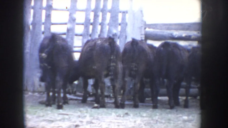 Group of three or four black calves standing in barn enclosure facing a log-rail fence; Idaho ranch, circa 1955, 8mm home movie