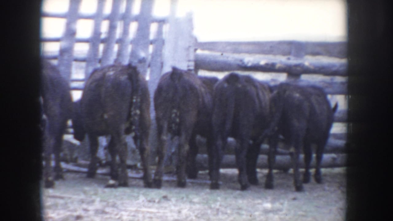Group of black cattle viewed from behind, walking toward a log fence structure on an Idaho ranch farmyard, circa 1955, 8mm color film.
