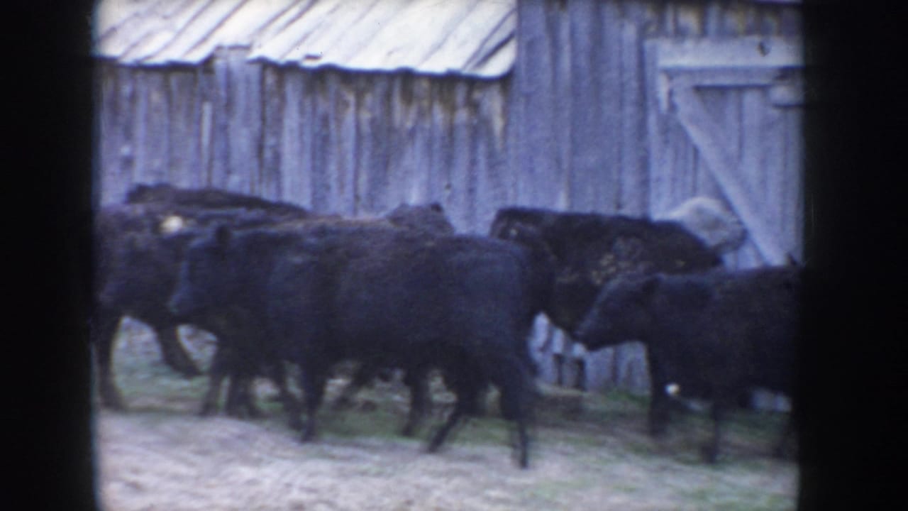 Black cattle walking past a weathered grey barn wall with corrugated metal roof; a small indistinct figure may be present near upper right edge.