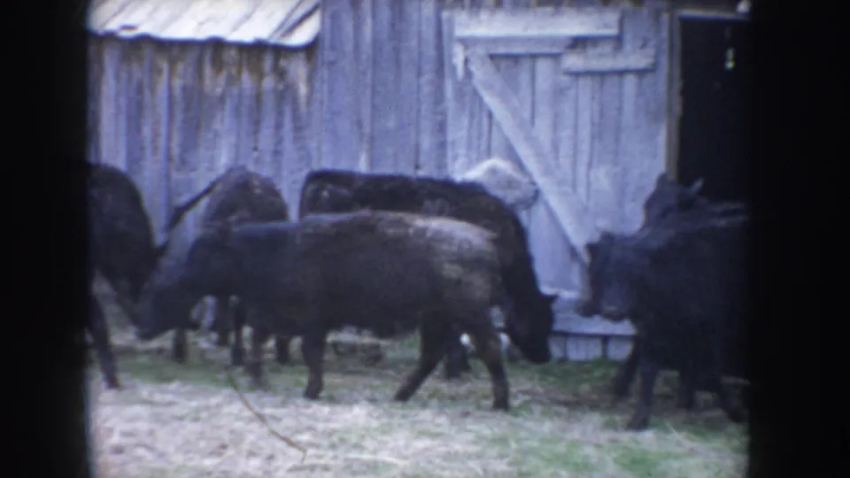 Black cattle at the open entrance of a weathered vertical-plank barn with diagonal-braced door, Idaho ranch circa 1955, 8mm color film.
