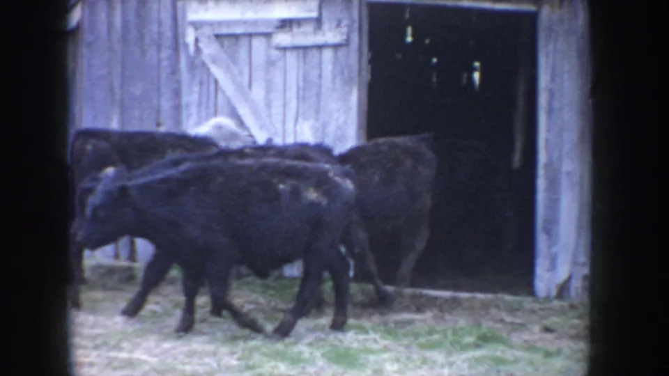 Black cattle in motion before the open entrance of a weathered board barn, Idaho ranch circa 1955; one animal's head lowered toward ground level.