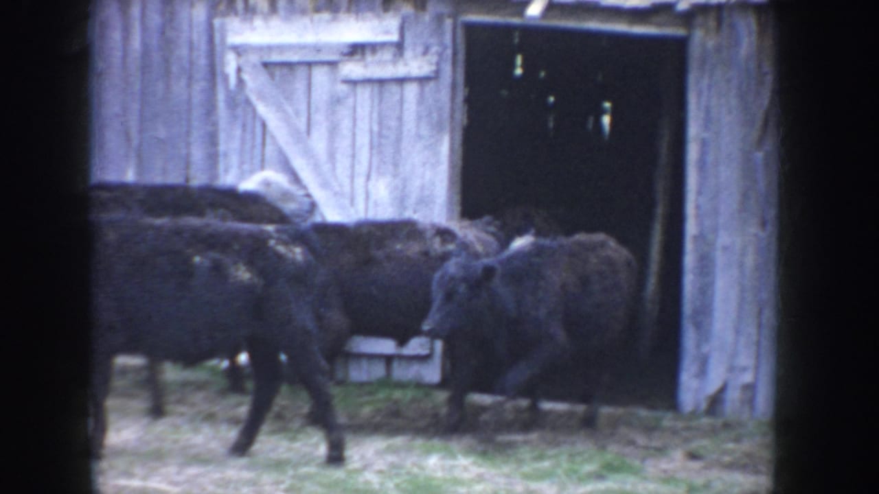 Dark-coated cattle walking past a weathered gray plank barn exterior, Idaho farm, circa 1955, color 8mm home movie.