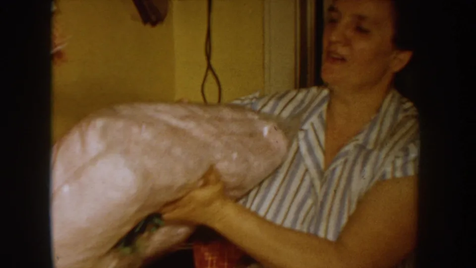 Woman in a mid-1950s striped sleeveless blouse unwraps a large pink-paper parcel in what appears to be a home kitchen, Idaho USA, circa 1955
