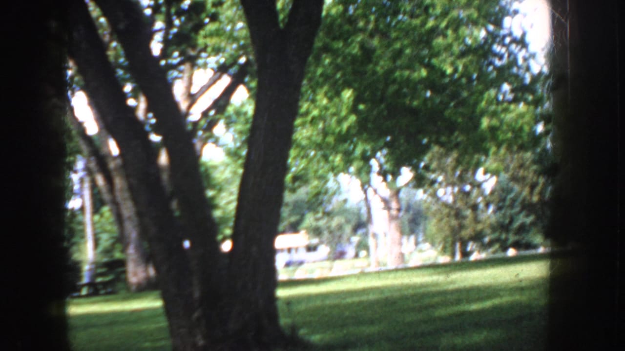 Tree trunks framing a sunny green lawn under dense foliage; light-colored shapes partially visible in the far background.