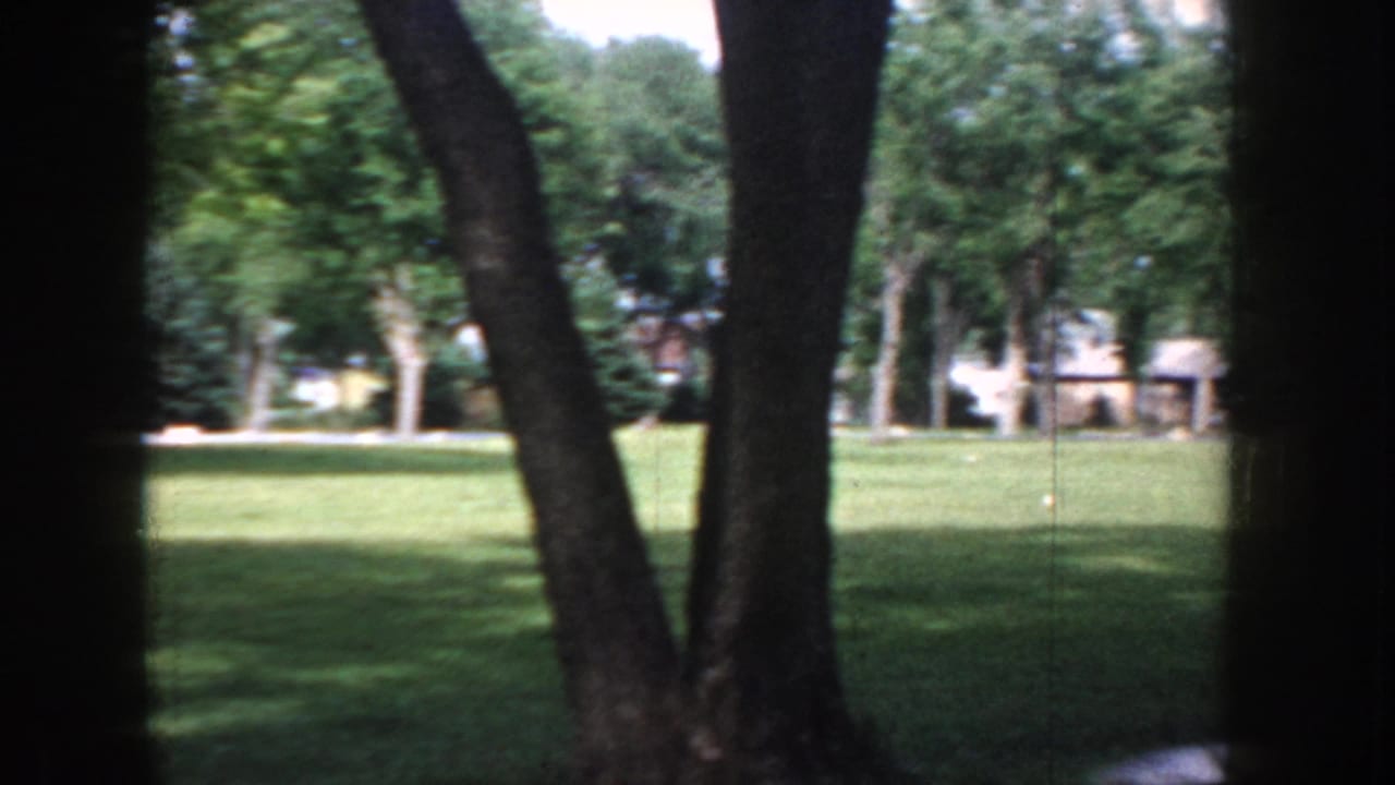 Large mature tree trunk in the foreground of a bright sunlit park; suburban structures visible through the canopy beyond.