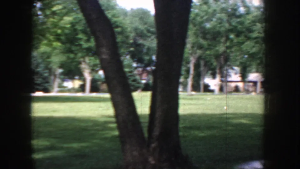 Mature deciduous tree dominates the foreground of a park in Idaho USA, circa 1955; suburban buildings visible through the canopy.