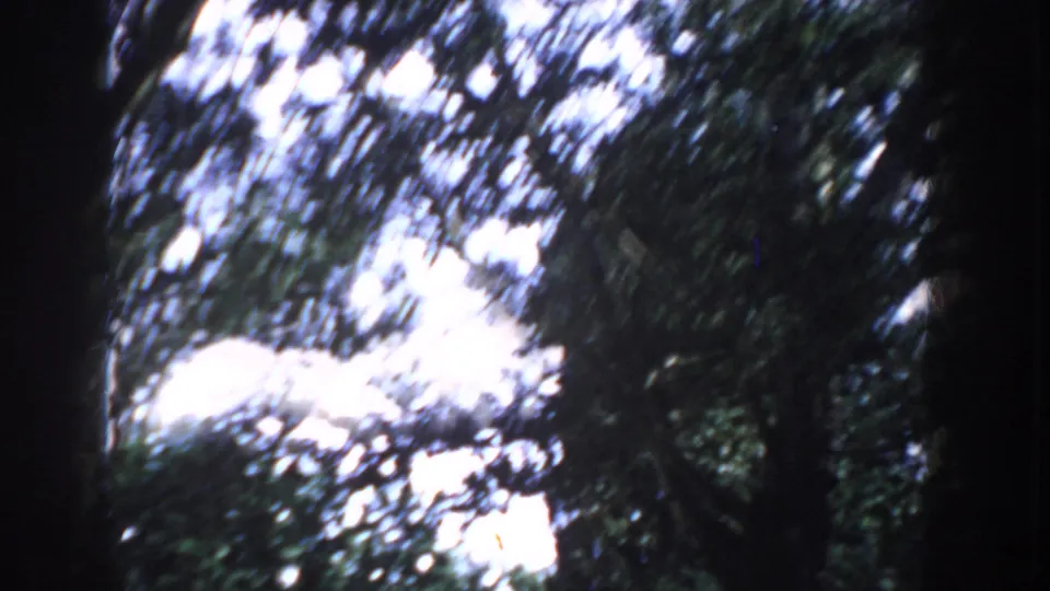 Camera tilts upward through tree canopy revealing sky through leaves — a transition moment in 8mm home movie footage, Idaho, c. 1955.