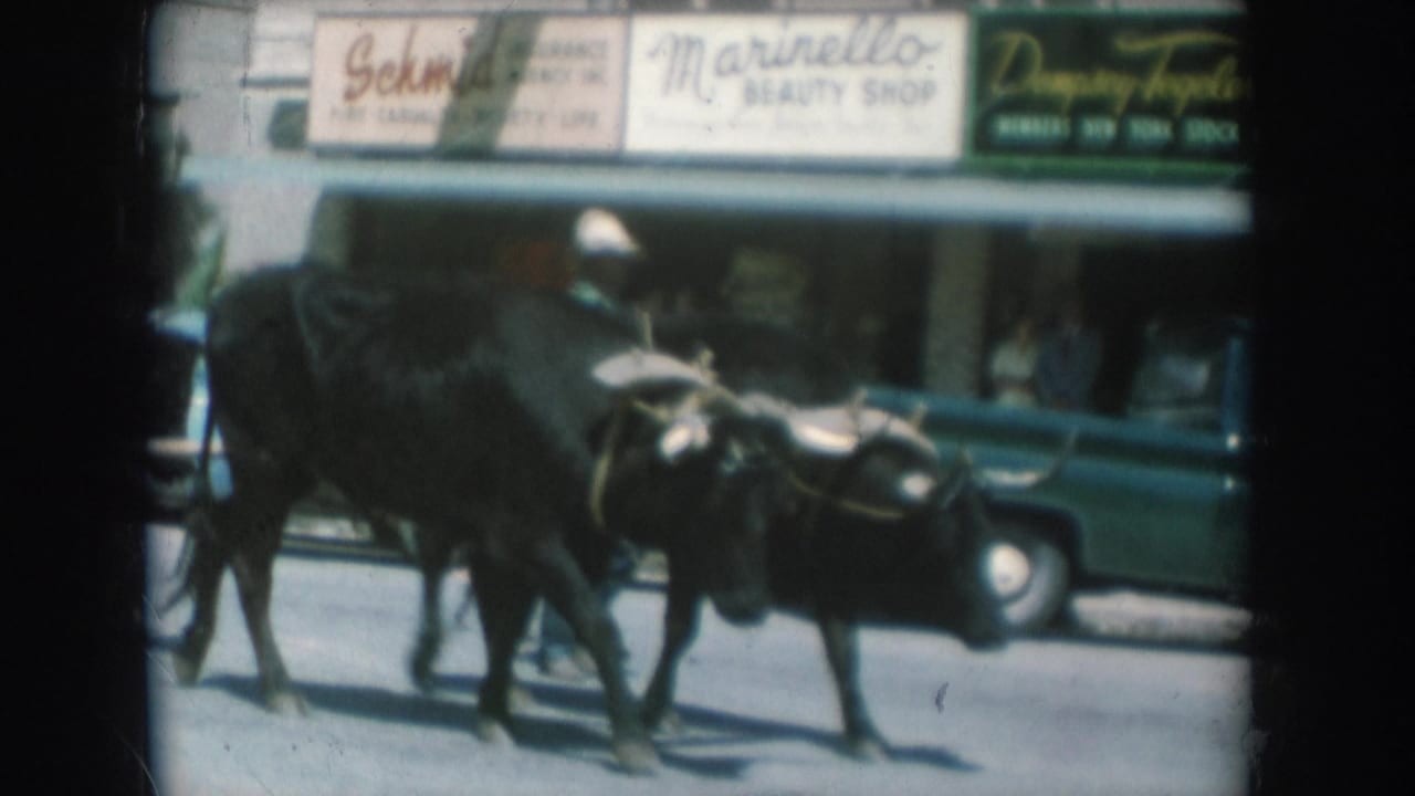 Black oxen team in harness walking down a sunlit street past 'Marinello Beauty Shop' and 'Schmid' storefronts; driver visible on wagon seat.