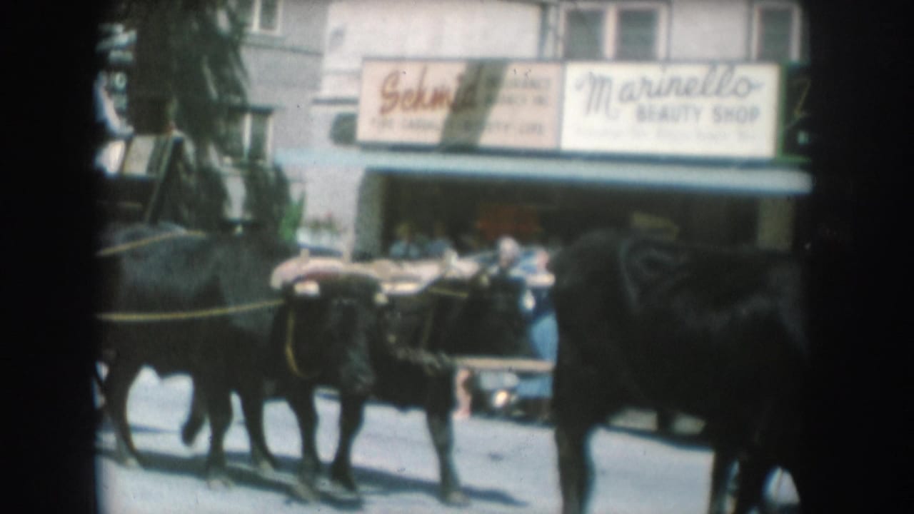 Oxen team in motion on street; 'Marinello Beauty Shop' and 'Schmid' signs clearly legible above animals; dark 1950s sedan parked at right.