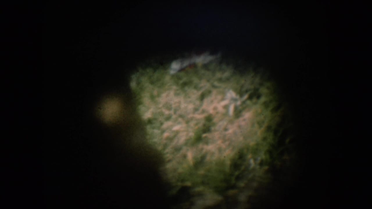 Out-of-focus green foliage fills center frame as 8mm camera starts up; black film gate borders surround the image, circa 1956 home movie.