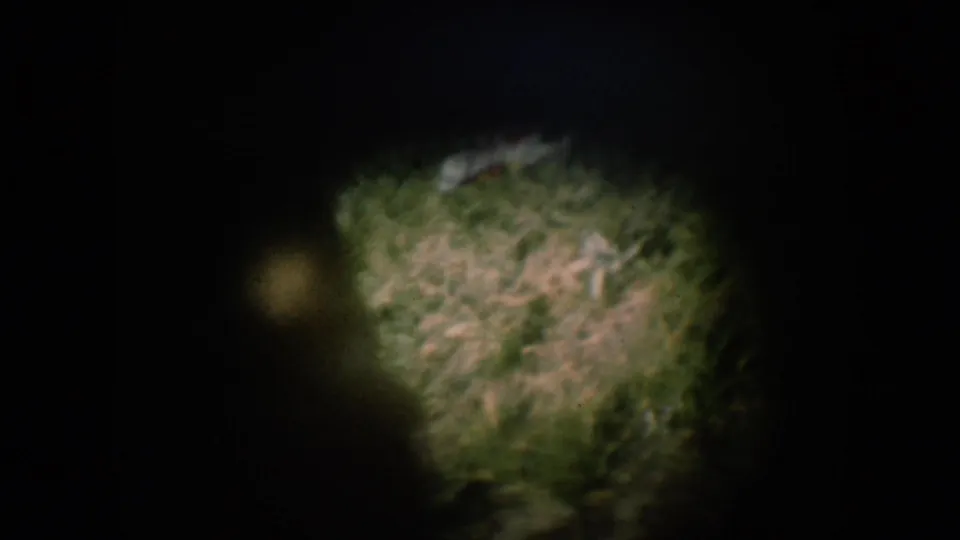 Out-of-focus green foliage fills center frame as 8mm camera starts up; black film gate borders surround the image, circa 1956 home movie.