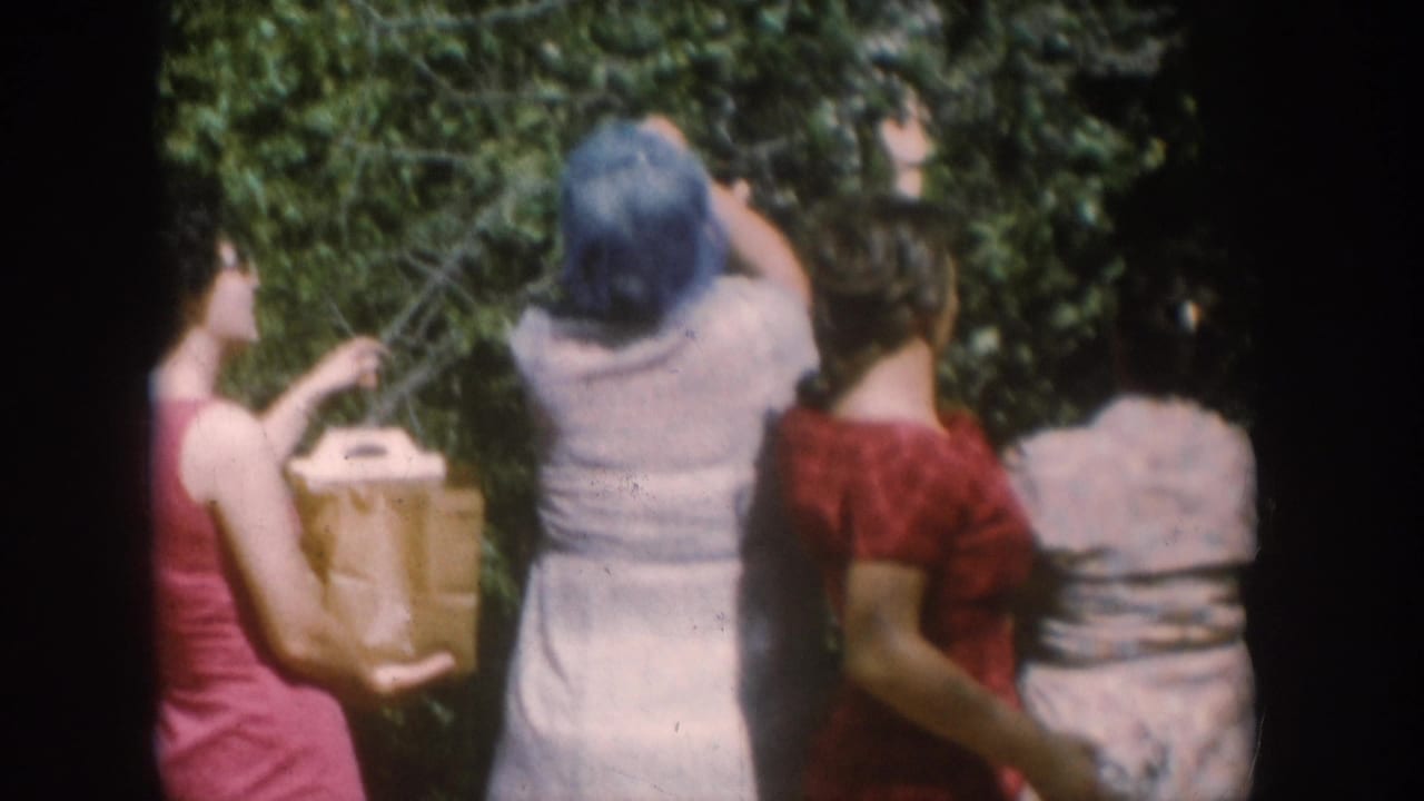 Three women picking berries at a leafy bush, circa 1956; center figure in light dress holds a cardboard collection box while figure in red reaches up into branches.