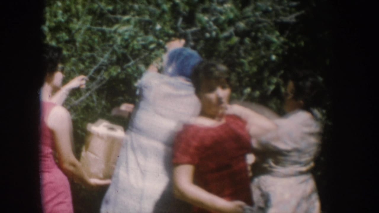 Close shot of women berry picking from dense summer foliage, circa 1956; center figure in red dress turns with face partially in view, cardboard box visible.