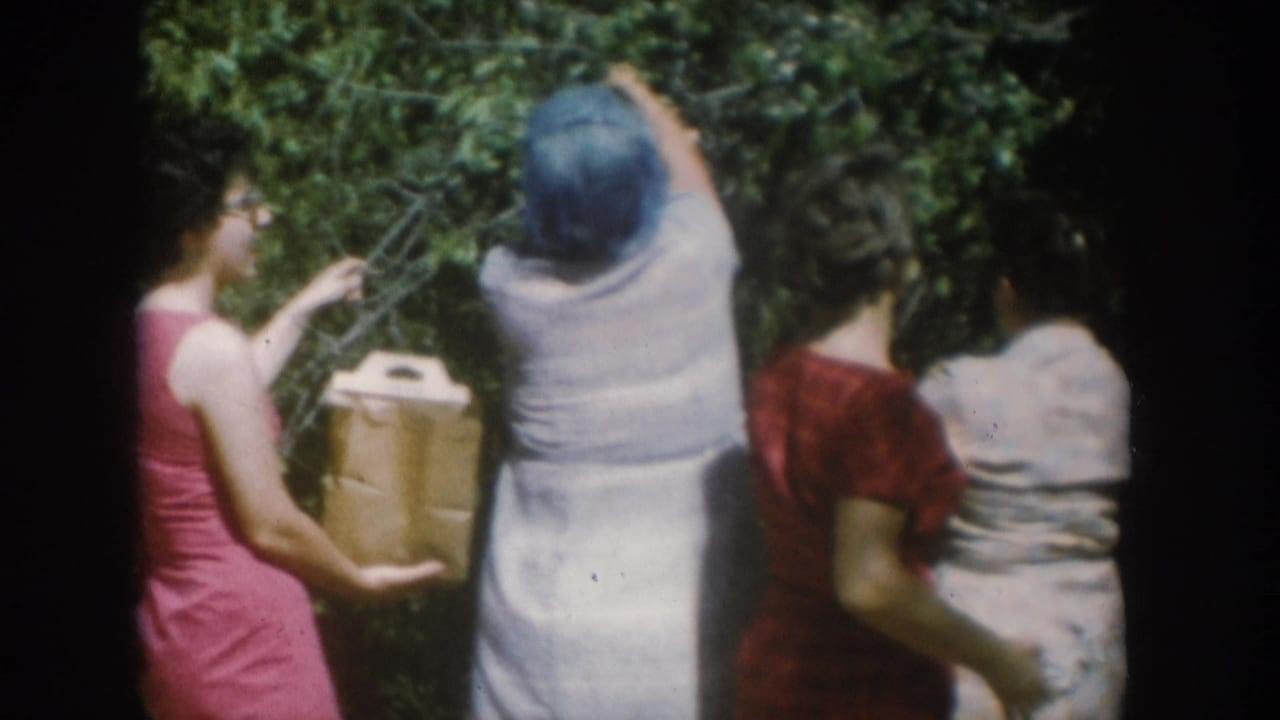 Three women gathering berries at a dense bush, circa 1956 South Dakota; center figure with tan collection box flanked by red and pink summer dresses.