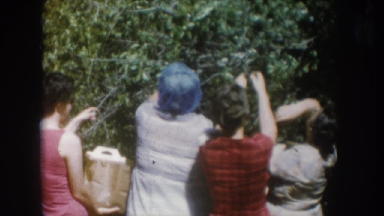 Women continuing berry harvest from dense garden bush; central figure's back to camera in light dress, South Dakota, 1956