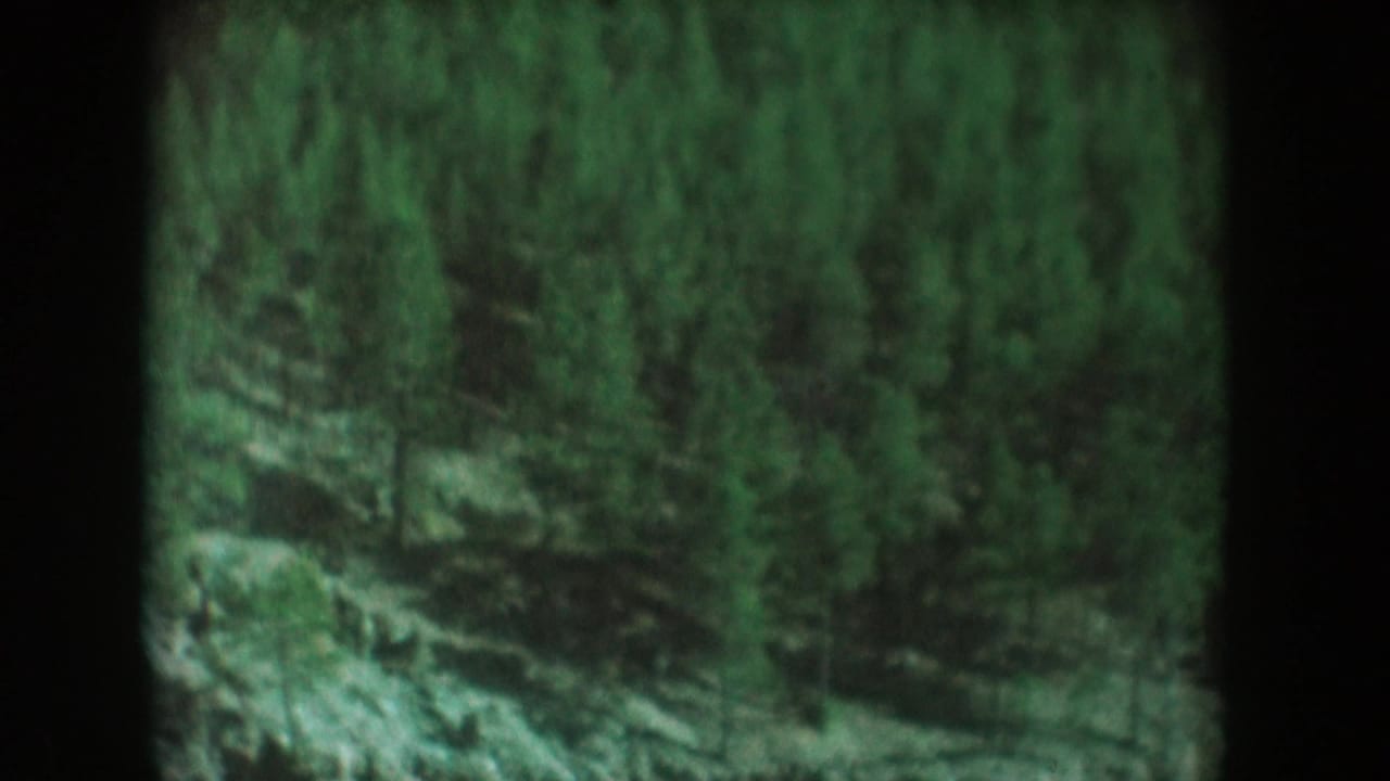 Pine forest on rocky mountain slope, similar framing to preceding frame, with 8mm vignette and green tint.