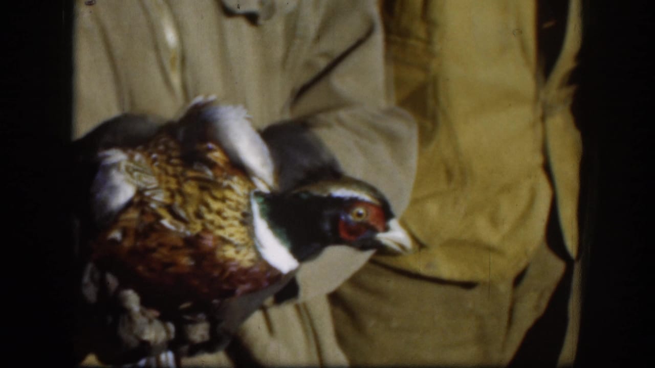 Hunter in tan jacket holds a ring-necked pheasant; iridescent brown plumage, white neck ring, and red eye wattle clearly visible.
