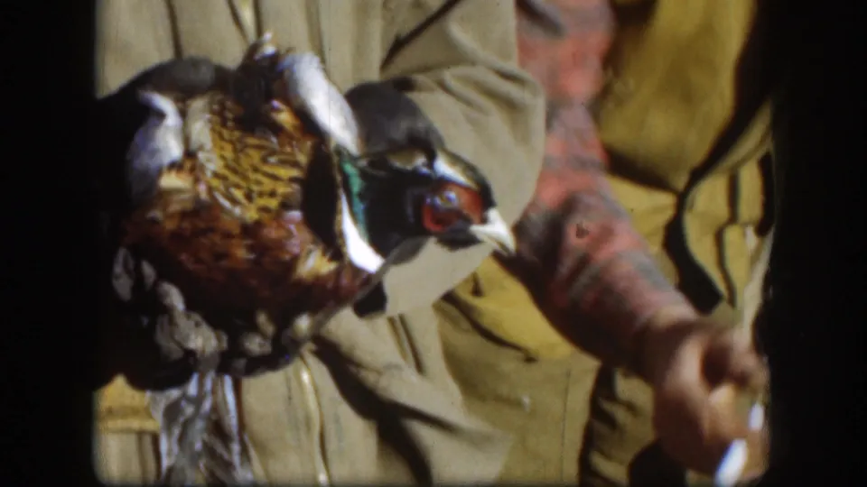 Hunters' hands display a ring-necked pheasant showing vivid iridescent plumage, white collar, and red facial wattle in a 1958 Kansas home movie.